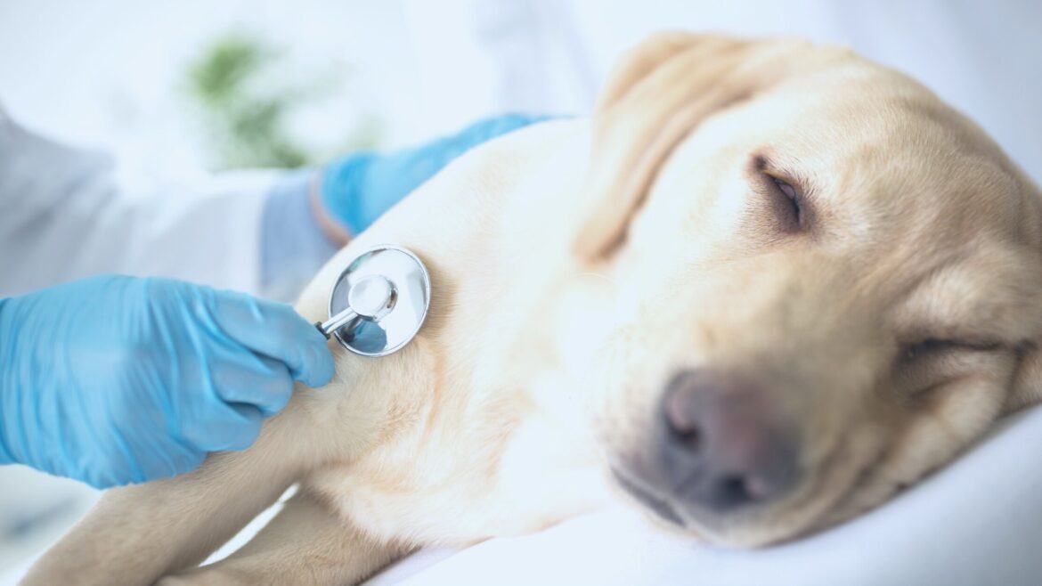 Fim de Vida - bem-estar do seu animal de estimação