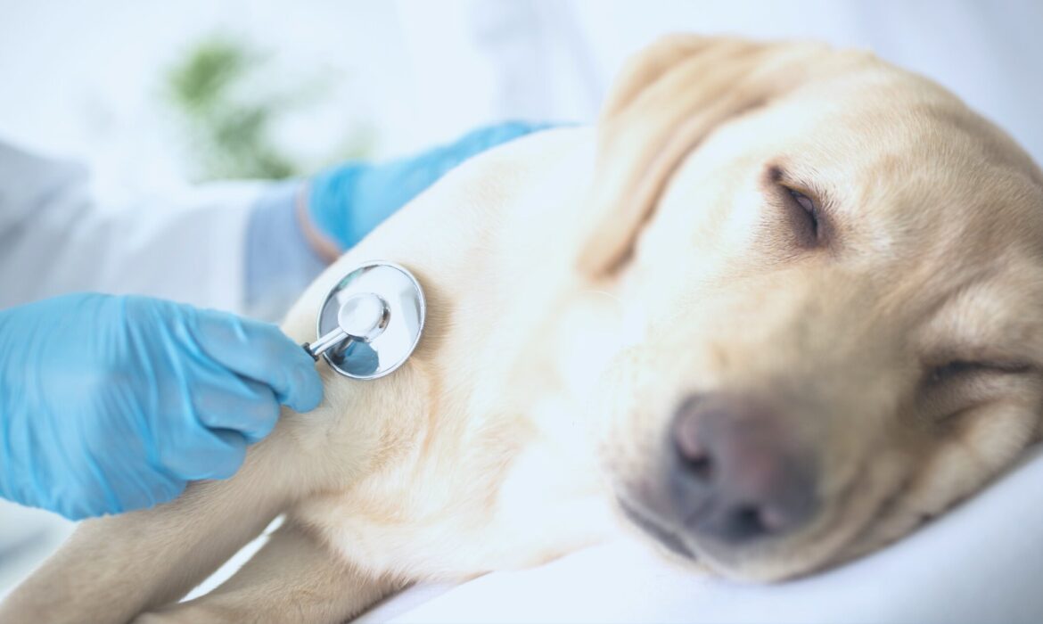 Fim de Vida - bem-estar do seu animal de estimação