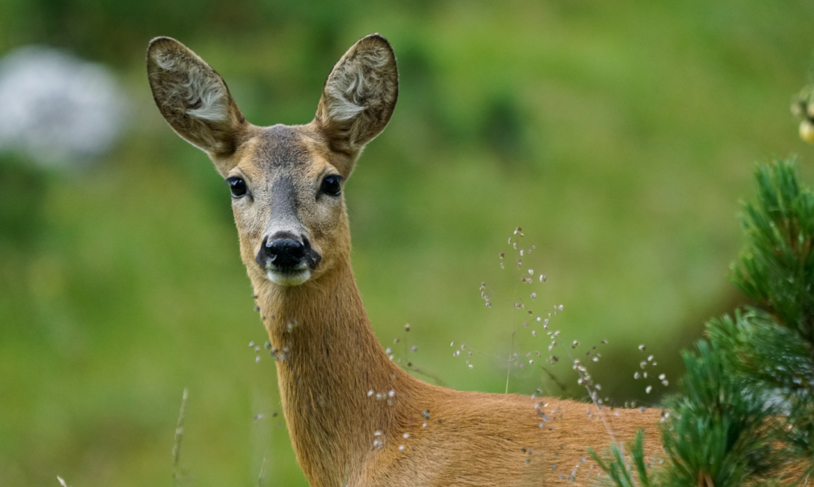 Animal selvagem ferido - o que fazer