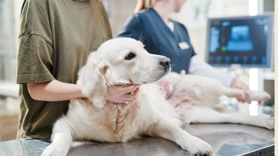 O seu cão vomitou e não sabe como proceder?