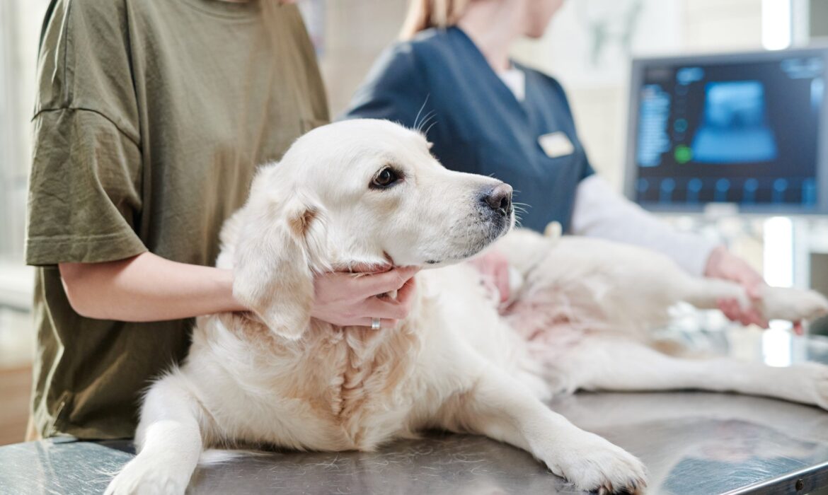 O seu cão vomitou e não sabe como proceder?