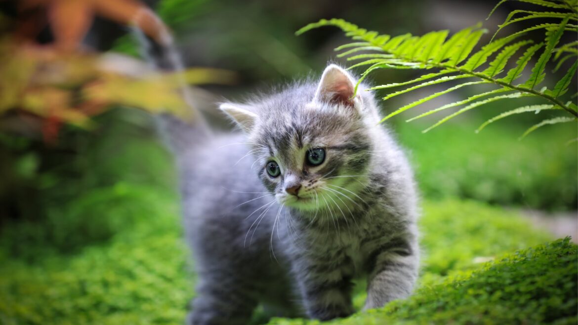 Animal perdido , como fazer