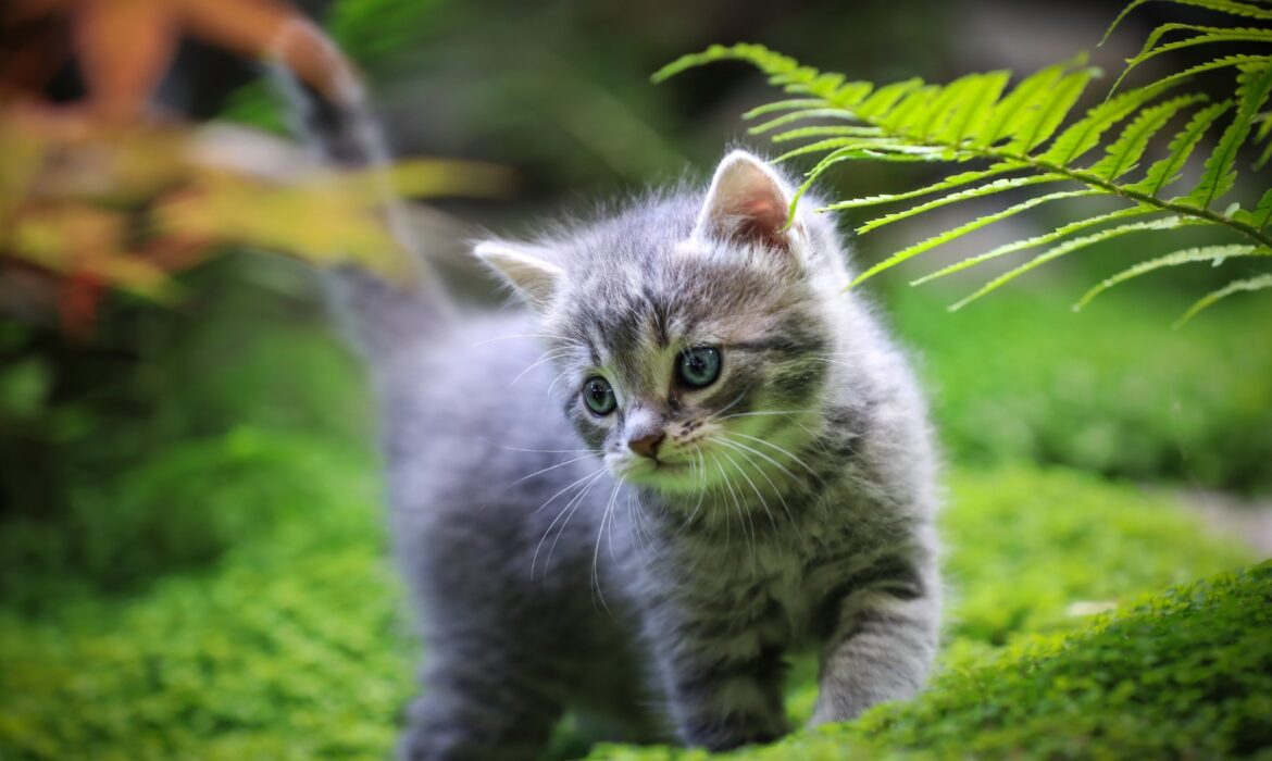 Animal perdido , como fazer