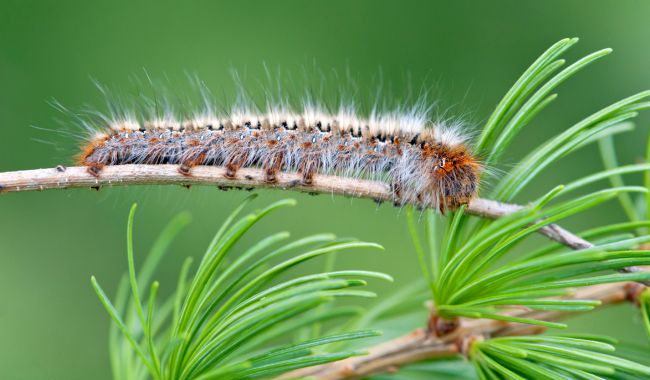 Lagarta do Pinheiro