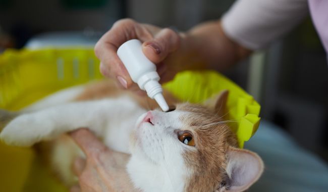 Veterinário tratamento ocular