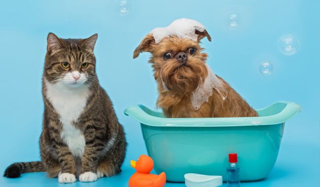 O calor afecta os animais