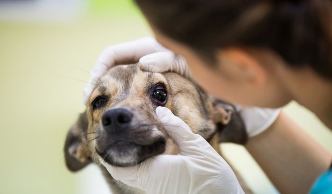 Reação alérgica aguda em cães e gatos