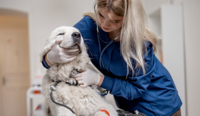 urgência veterinária.